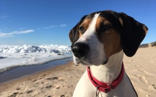 Maggie on the Beach in Winter