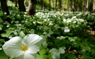 Trillium in Bloom