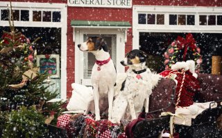 Dogs of Good Hart