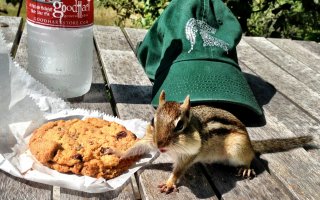 Chipmunk